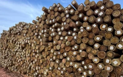 Eucalipto tratado na agricultura: especificações técnicas