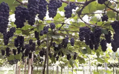 O eucalipto tratado na agricultura e vinicultura