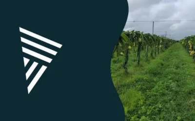Estacas de eucalipto: qual o melhor diâmetro para o plantio?