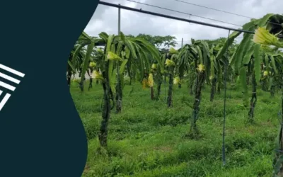Plantio de pitaya: por que utilizar estacas de eucalipto?