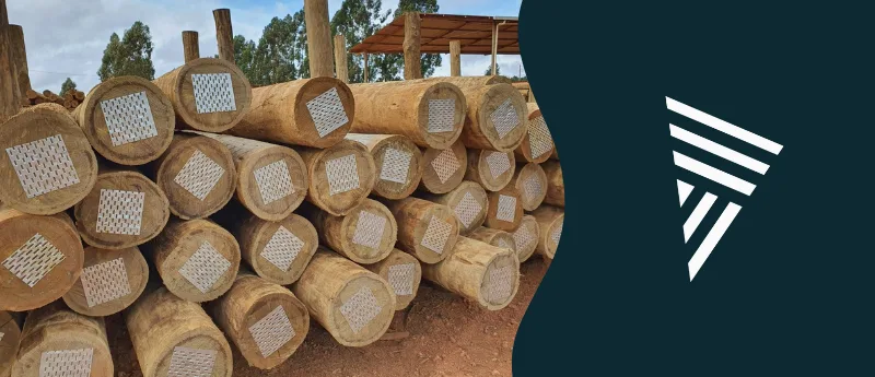 Descubra com a Madeiras Sul América onde encontrar postes de eucalipto para fibra óptica