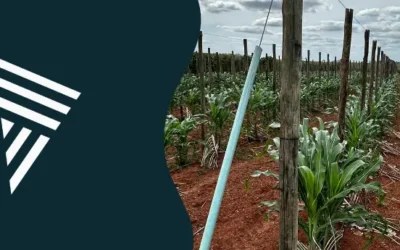Estacas de eucalipto no cultivo de pimenta-do-reino no ES