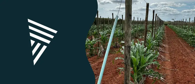 Estacas de eucalipto no cultivo de pimenta-do-reino no ES