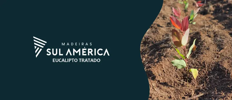 Por que o eucalipto tratado de Capelinha é tão valorizado