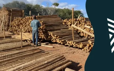 Eucalipto Tratado em Minas Gerais: qualidade e resistência