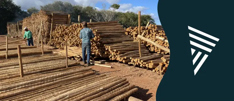 Eucalipto Tratado em Minas Gerais qualidade e resistência