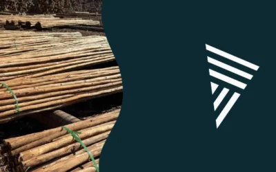 Biriba de eucalipto: preço e onde comprar no atacado