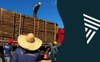 Eucalipto tratado direto da fábrica com qualidade garantida