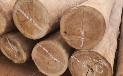 Palanque para curral: resistência e economia no campo