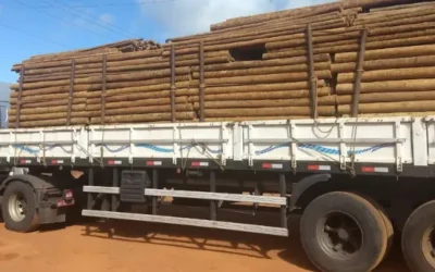 Estaca de eucalipto tratado para sua cerca e fundação