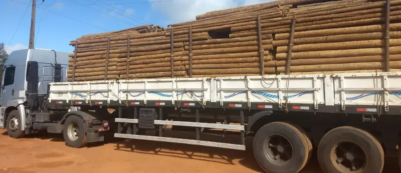 Estaca de eucalipto tratado para sua cerca e fundação