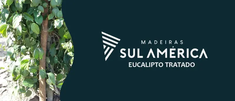 Descubra sobre por que escolher eucalipto tratado na Madeiras Sul América
