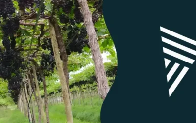Estaca para plantio: por que escolher eucalipto tratado?