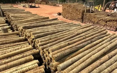 Eucalipto tratado para construção civil e setor rural