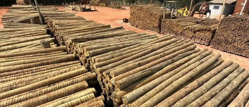 Nós da Madeiras Sul América, somos especialistas em eucalipto tratado, oferecendo soluções de alta qualidade para o mercado de atacado. Compreendemos a importância de materiais duráveis e econômicos em grandes projetos, seja na construção civil ou em aplicações rurais. Por isso, nosso produto é a opção ideal para você. Buscamos sempre inovar para fornecer a melhor madeira de eucalipto autoclavado para as mais diversas necessidades. Nossa fazenda de produção assegura a procedência e a qualidade superior do eucalipto tratado que chega até você. Conte conosco para transformar seus projetos. Para saber mais sobre nossos produtos, entre em contato conosco. As vantagens da madeira de eucalipto tratado O eucalipto tratado da Madeiras Sul América é sinônimo de excelência e inovação. Ele se destaca por suas características únicas, que o tornam superior a outras opções no mercado. Estamos comprometidos em fornecer uma madeira de eucalipto que atenda e supere as expectativas dos nossos clientes. Investir nesse material sustentável é garantir a longevidade e a segurança de suas estruturas. Além disso, temos eucalipto autoclavado, isto é, a nossa madeira passa por um processo de tratamento que assegura cada peça de madeira pronta para enfrentar os desafios do tempo e do ambiente, seja em ambientes internos ou externos. Conheça os benefícios que tornam a madeira de eucalipto uma escolha inteligente: Redução de custos por metro cúbico. Padronização das peças. Agilidade na entrega. Maior durabilidade e resistência contra pragas e intempéries. Entre em contato com a nossa distribuidora de eucalipto. A Madeiras Sul América é referência na venda de madeiras de boa procedência no atacado para todo o Brasil. Madeira de eucalipto tratado na construção civil e rural A escolha da madeira de eucalipto autoclavado pela Madeiras Sul América para seus projetos de construção civil e rural traz uma série de benefícios tangíveis e estratégicos. Nós fornecemos um material que não só atende às demandas técnicas, mas também contribui para a sustentabilidade e a economia de seus empreendimentos. Nosso compromisso com a qualidade se reflete em cada peça de eucalipto autoclavado que produzimos. Você encontrará em nosso portfólio uma distribuidora de eucalipto que entende suas necessidades e oferece soluções personalizadas para projetos de todos os tamanhos. Existem vários benefícios que podem ser encontrados no eucalipto, como a durabilidade e resistência aprimorada, redução de custos a longo prazo, sustentabilidade e responsabilidade ambiental e versatilidade estética. Além disso, é bom ressaltar a qualidade do eucalipto cloeziana que é uma espécie de reflorestamento rápido. A nossa distribuidora de eucalipto garante a procedência. Sem falar que o eucalipto para construção civil agrega valor estético e funcional, podendo também ser usado como madeira para decoração. Madeira tratada de eucalipto na construção civil Na construção civil, esse material se destaca como um material de alta performance, oferecendo robustez e economia para as mais diversas obras. Nós compreendemos as exigências do setor e fornecemos madeira de eucalipto que atende aos mais rigorosos padrões de qualidade e segurança. O eucalipto tratado é a base para edifícios e estruturas duradouras. A distribuidora de eucalipto Madeiras Sul América é sua parceira ideal para projetos de médio e grande porte, garantindo a disponibilidade de eucalipto autoclavado para atender à demanda de construtoras e empreiteiras. Acreditamos que a escolha da madeira tratada de eucalipto é um diferencial competitivo no mercado atual. Nossas soluções com eucalipto para construção civil incluem: Estruturas e telhados: a madeira tratada de eucalipto é ideal para vigas, caibros e tesouras, proporcionando uma base sólida e resistente para telhados e outras estruturas. Sua resistência o torna uma madeira resistente para grandes vãos. Decks e pergolados: para áreas externas, a madeira tratada de eucalipto oferece beleza e durabilidade, resistindo à ação do sol e da chuva. É uma madeira para decoração que une estética e funcionalidade. Móveis e revestimentos: a versatilidade do eucalipto autoclavado permite sua utilização em mobiliário e revestimentos, agregando um toque rústico e sofisticado aos ambientes. É a escolha certa para quem busca qualidade. Madeira tratada de eucalipto para o setor rural No setor rural, a nossa madeira é a escolha que combina sustentabilidade e durabilidade, essencial para as exigências do campo. Nós fornecemos esse tipo de madeira que atende às necessidades de fazendeiros e produtores, oferecendo soluções robustas e de longa duração. Como uma distribuidora de eucalipto focada no atacado, garantimos que cada cliente rural tenha acesso à madeira tratada de eucalipto de alta qualidade para seus projetos. Nosso compromisso é com a eficiência e a excelência, assegurando que o eucalipto autoclavado chegue até você pronto para uso. As aplicações no ambiente rural são vastas: Cercas e currais: a resistência contra pragas e umidade o torna ideal para a construção de cercas e currais, garantindo a segurança e contenção do gado com madeira resistente. Postes e mourões: em projetos de eletrificação rural ou suporte de plantações, os postes e mourões de eucalipto autoclavado oferecem a resistência necessária para suportar as condições climáticas e do solo. Estruturas para armazenamento e galpões: para a construção de galpões, estábulos e outras estruturas de armazenamento, a madeira tratada de eucalipto proporciona um excelente custo-benefício. Pontes e passarelas: em áreas rurais com cursos d'água, o eucalipto cloeziana tratado é uma excelente opção para a construção de pontes e passarelas, devido à sua resistência e longevidade. Somos uma distribuidora de eucalipto. Compre material com procedência e qualidade na Madeiras Sul América. Como comprar madeira de eucalipto tratado na Madeiras Sul América? Além disso, facilitamos a aquisição desse material de alta qualidade, focando exclusivamente no mercado de atacado. Compreendemos as demandas de construtores, fazendeiros e empreendedores com projetos de médio e grande porte que tem interesse na aquisição de madeira de eucalipto. Por isso, nossa estrutura está preparada para atendê-los com eficiência e os melhores preços. Nossa distribuidora de eucalipto é reconhecida pela capacidade de oferecer eucalipto para atacado com um excelente custo-benefício. Ao optar pela madeira tratada de eucalipto da Madeiras Sul América, você está escolhendo um parceiro que valoriza seu tempo e seu investimento. Veja como é fácil adquirir o nosso produto: Atendimento técnico especializado: nós oferecemos um atendimento técnico especializado, com profissionais que auxiliam na escolha do eucalipto autoclavado ideal para seu projeto. Venda exclusiva no atacado: nossa modalidade de venda é exclusiva para o atacado, o que nos permite oferecer condições comerciais mais vantajosas para grandes volumes de eucalipto tratado serrado. Entrega nacional com rota própria: realizamos entregas em todo o Brasil com frota própria, garantindo agilidade, segurança e rastreabilidade da sua encomenda. Garantia de procedência e sustentabilidade: toda a nossa madeira tratada de eucalipto possui garantia de procedência, proveniente de reflorestamento, e é rastreável. Não hesite em nos contatar. A Madeiras Sul América fornece madeira tratada de eucalipto autoclavado de qualidade para a sua obra, reforma e decoração de áreas externas e internas da sua propriedade. Solicite seu orçamento! Para iniciar sua compra e obter uma cotação personalizada, entre em contato com a nossa distribuidora de eucalipto. Entre em contato com a nossa central de relacionamento por meio do: WhatsApp: (33) 99912-7604 Telefone: (33) 3516-1424 E-mail: vendas@madeirasulamerica.com.br FAQ - Dúvidas frequentes sobre eucalipto tratado para construção civil e setor rural 1. Onde comprar madeira de eucalipto imunizado direto de distribuidora no atacado? Em distribuidoras especializadas como a Madeiras Sul América, que vendem direto no atacado com procedência garantida. 2. Por que o poste de eucalipto tratado é melhor do que madeira bruta? Porque é mais resistente a pragas, umidade e intempéries, aumentando a durabilidade. 3. Qual a durabilidade da madeira de reflorestamento tratada para construção? Em média, de 15 a 20 anos, dependendo do uso e da manutenção. Use a madeira tratada de eucalipto cloeziana da Madeiras Sul América. 4. Madeira de eucalipto autoclavado no atacado é mais resistente que madeira comum? Sim, pois o tratamento em autoclave protege contra fungos, cupins e apodrecimento. 5. Vale a pena adquirir moirões de eucalipto tratado direto da fábrica? Sim, porque garante preço melhor, peças padronizadas e procedência. 6. Qual o preço do metro de madeira tratada em distribuidora no atacado? O valor varia conforme medida e volume, mas no atacado o custo por metro é reduzido. 7. Como escolher caibros de eucalipto tratado para telhados duráveis? Verifique o tratamento em autoclave, a padronização e as dimensões adequadas ao projeto. 8. Comprar mourões de eucalipto tratado no atacado reduz custos rurais? Sim, pois diminui o preço por unidade e garante maior durabilidade no campo. 9. Madeira de reflorestamento tratada é segura contra cupins e umidade? Sim, o tratamento garante proteção contra pragas e maior resistência à umidade. 10. Onde encontrar distribuidora de eucalipto tratado confiável para atacado? Na Madeiras Sul América, especializada nesse material, direto da fábrica para grandes projetos. Somos uma distribuidora de eucalipto e fornecemos este material sustentável para todo o Brasil.