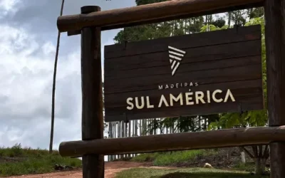 Melhor distribuidora de eucalipto em Minas Gerais