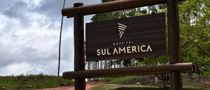 Melhor distribuidora de eucalipto em Minas Gerais