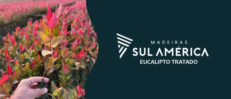 Descubra os Impacto positivo das ripas de eucalipto na sustentabilidade na Madeiras Sul América