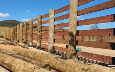 Por que escolher eucalipto tratado para curral?