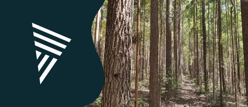 Saiba como as ripas de eucalipto cloeziana são processadas na usina de tratamento de madeira da Madeiras Sul América