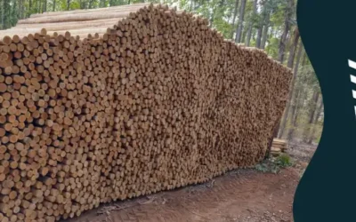 Estaca de eucalipto tratado para cerca