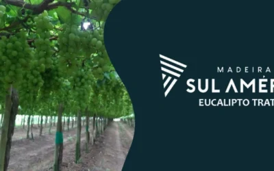 Estaca de eucalipto tratado para plantio de uva