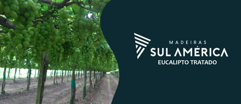 Estaca de eucalipto tratado para plantio de uva