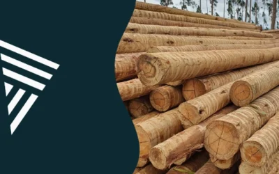 Tratamento para eucalipto: como evitar rachaduras e aumentar a durabilidade