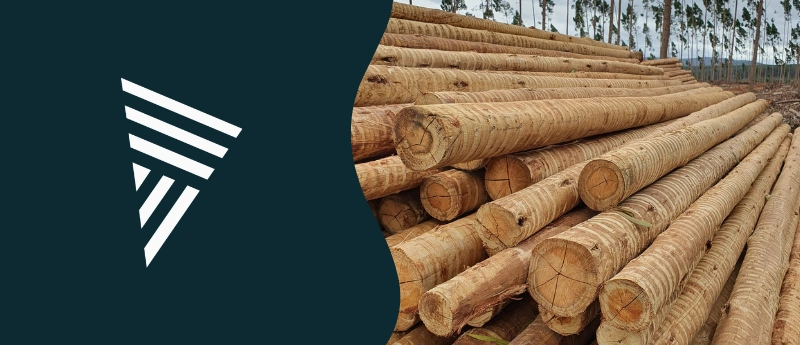 Tratamento para eucalipto: como evitar rachaduras e aumentar a durabilidade