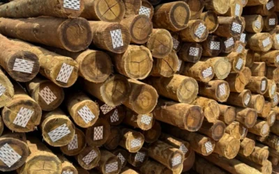 Os critérios de avaliação do eucalipto tratado em estruturas