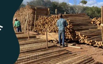 Como comprar carga fechada de eucalipto tratado no atacado?
