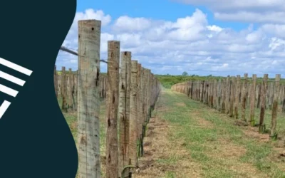 Uso de estacas agrícolas de eucalipto tratado na lavoura