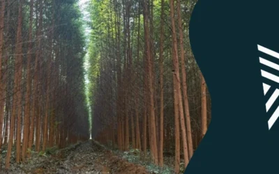 Eucalipto e sustentabilidade: a madeira mais responsável do Brasil